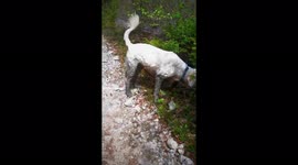 Fluffy white dog gets all four legs dipped in mud