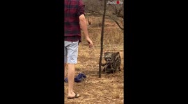 Touching moment man frees wild civet cat caught in fence in South Africa