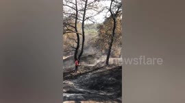 Wildfire leaves forest scorched in Turkey