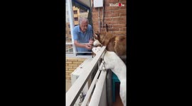 Elderly man makes sure he gives the neighbour's dogs treats each day