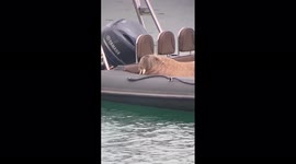 Ireland: Wally, The Walrus, Spotted In Ardmore, County Waterford 2