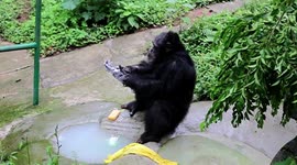 Chimpanzee mimics keeper by washing hands and attempting to put mask on in southern China