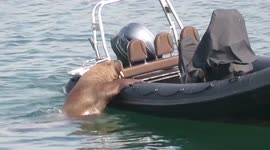 Wally the walrus spotted clambering onto boat to take a rest in Ireland