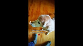 Adorable old golden retriever happily uses all her effort to bark in command