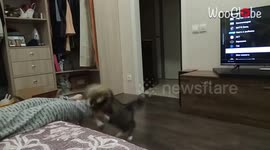 'FLIRTATIOUS Siberian Cat Can't Stop Biting its Owner
'