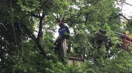 Firemen rescue cat stuck up 30ft tall tree in Thailand