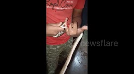 Rescuer bitten by snake as he attempts to remove it from family's home in India