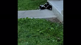 Adorable baby skunks delight US homeowner as they explore her yard