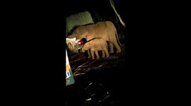 Elephant in India stops a sugarcane lorry to feast on its contents
