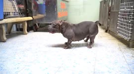 The boy shipper in Vietnam raised a herd of bully bulldogs because he was so obsessed with their muscles