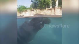 A family of hippos from Texas enjoy devouring WHOLE watermelons on National Watermelon Day