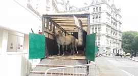 Horses seen on filming location for Netflix series the Nevers in London