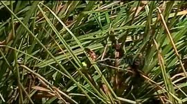 Glow Worm Female Beatle trying to find a mate lights up green in the dark