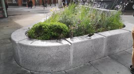 Starlings In the City Of London Having Fun In A Flower Bed In St Pauls Area