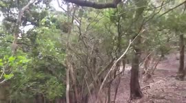 Strong wind blows trees during typhoon Lupit in Japan