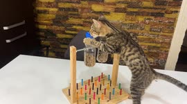 YouTuber shows how to make a fun food puzzle for your pet cat