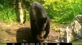 An injured black bear compilation of clips first week of August, 2021 limps to a pond in Idaho.