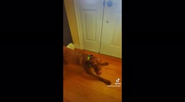 Energetic Vizsla goes bananas when he sees his dog walker
