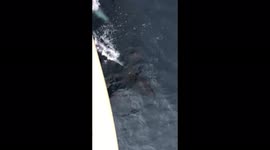 Flock of dolphins swimming along the boat