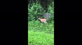 Cute deer is eating leaves on the side of the road