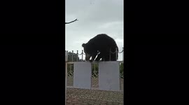 Bear in South India doesn't hesitate to trespass while climbing over a fence