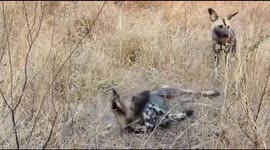 Spotted Hunting Dogs also known as Painted Dogs. these are some of the rarest breeds of around the world.