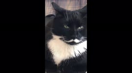 Cat with markings that make him look as if he has a moustache becomes TikTok star
