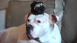 A disabled chick and a bulldog love to snuggle up together!