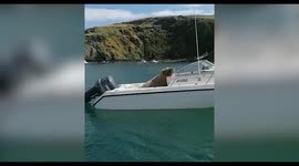 This funny video shows Wally the Walrus appearing to drive a boat