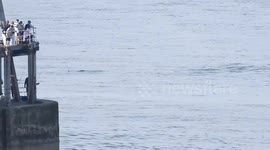 Playful pair of bottleneck dolphins entertain holidaymakers in Whitby, UK