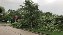 Powerful storm knocks down trees, leaving thousands homes without power in Illinois