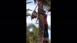 A Man Hardly Picking Coconut With Bare Hand While Control No One Under The Coconut Tree