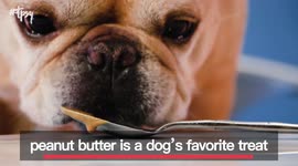 How you can tell if you’re feeding your dog toxic foods