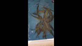 Live Bait Fish School