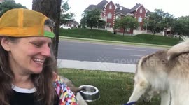 Restaurants Open up after COVID restrictions but we have made dining outdoors with Alaskan Malamutes Sojou and Fish our new norm