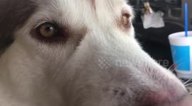 Alaskan Malamute Fish was taking in the sites out the window of the van when I noticed his Fishy lips