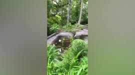 Shocked hotel staff find two monitor lizards mating in pond