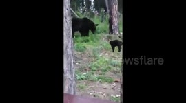 Don't mess with cats! Incredible moment brave feline protects owner from wild BEAR