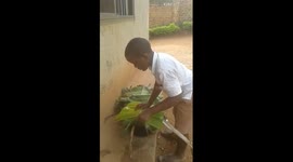 Preparation of Green Banana Steppal food here in Africa, Using the Banana fibres and banana leavea, All the process