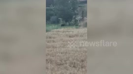 Mum-of-three captures footage of a big cat lurking near a farmland in a British countryside