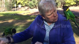 Flock of hungry parrots ambush couple enjoying picnic in Australia