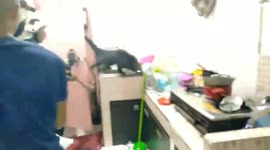 Wild bearcat rampages through minimarket looking for food in Indonesia