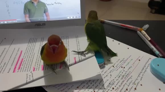 Playful lovebirds do everything in their power to distract studying owner
