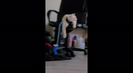 How to keep your cat entertained when your tired and just want to rest