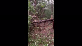 Thunderstorm in northern Connecticut knocks down trees