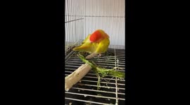 A cute peach-faced pet lovebird building her nest using moringa stem