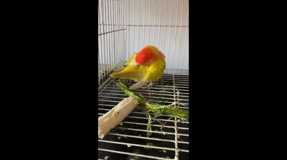 A cute peach-faced pet lovebird building her nest using moringa stem