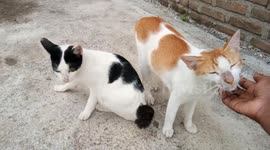 Cat Play Ho to Hunt Effectivey with His Sibling