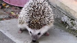 Otis the pigmy hedgehog filmed in friends garden cute to watch
