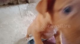 My Loving BabyBoy Sartre. Half breeding of Golden retriever and Shippo